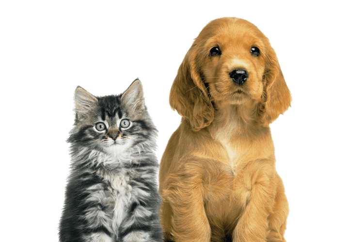 Cat & Dog picture